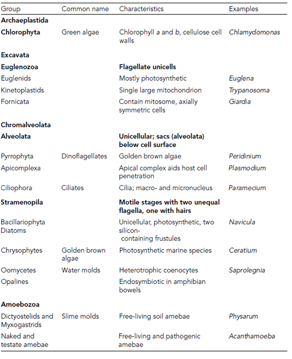 1175_Structure of the Archaeplastida chlorophytes 1.png